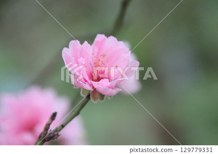 flowers in the garden flowers in the garden 129779331