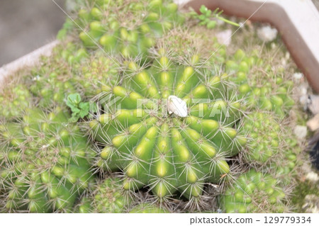 flowers in the garden flowers in the garden 129779334