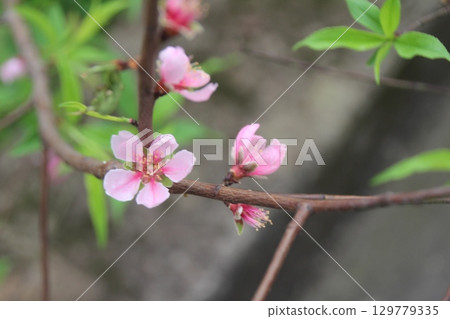 flowers in the garden flowers in the garden 129779335