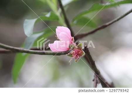 flowers in the garden 129779342