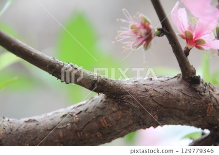 flowers in the garden 129779346