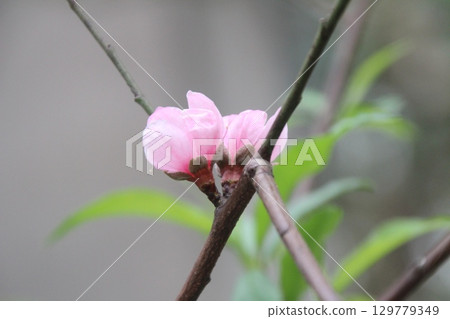 flowers in the garden 129779349