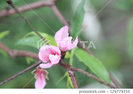 flowers in the garden flowers in the garden 129779350