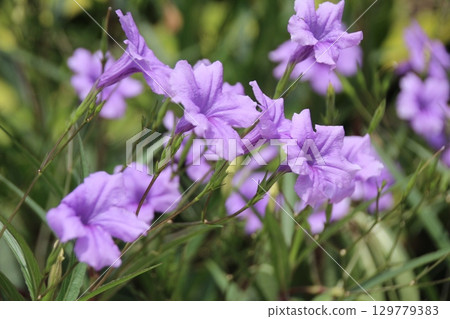 flowers in the garden flowers in the garden 129779383