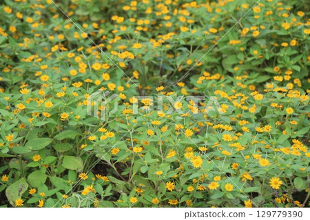 flowers in the garden flowers in the garden 129779390