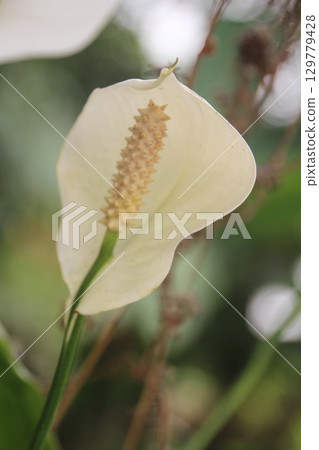 flowers in the garden flowers in the garden 129779428