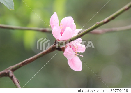 flowers in the garden flowers in the garden 129779438