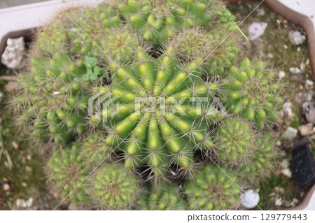 flowers in the garden 129779443