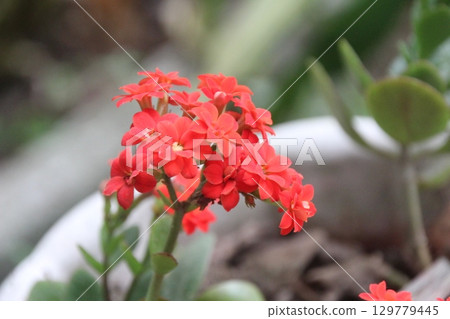 flowers in the garden 129779445