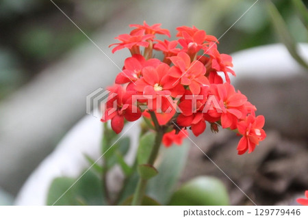 flowers in the garden flowers in the garden 129779446
