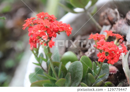 flowers in the garden flowers in the garden 129779447