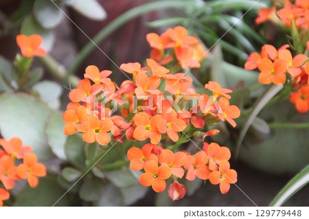 flowers in the garden 129779448