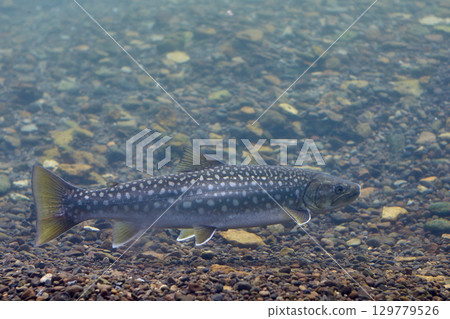 Ame Mas（千歲鮭魚的千禧大廳） 129779526