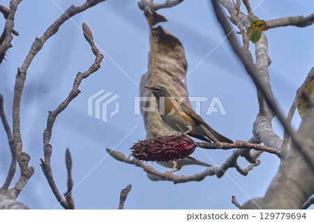 Mammalian jayne, male, autumn Mammalian jayne, male, autumn 129779694