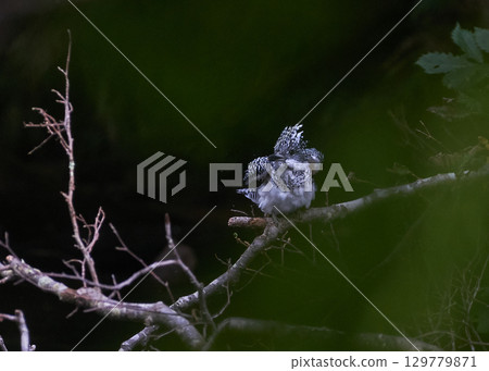 鳳頭翠鳥女 129779871