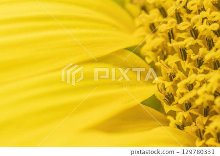 Macro photo of sunflower petals with stamens and pistils Macro photo of sunflower petals with stamens and pistils 129780331
