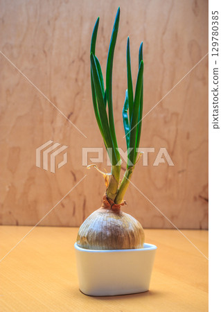 Onion bulb with chives fresh green sprout 129780385