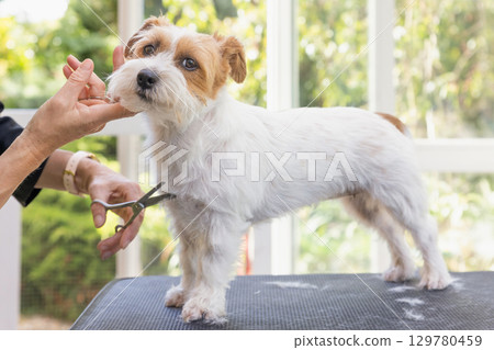 Jack Russell dog being groomed standing on the table. 129780459