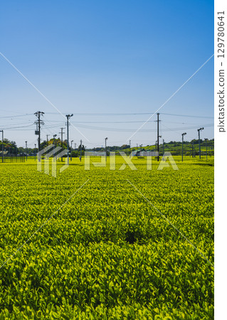 袋井市(靜岡縣)的茶園風景 袋井市(靜岡縣)的茶園風景 129780641