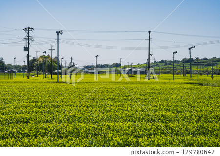 袋井市(靜岡縣)的茶園風景 袋井市(靜岡縣)的茶園風景 129780642