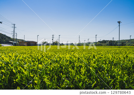 袋井市(靜岡縣)的茶園風景 袋井市(靜岡縣)的茶園風景 129780643