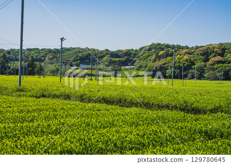 袋井市（靜岡縣）的茶園風景 129780645