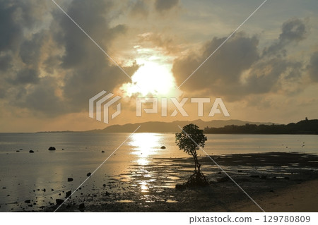 A beautiful sunset view of the coast of Ishigaki Island, where a lone mangrove stands 129780809