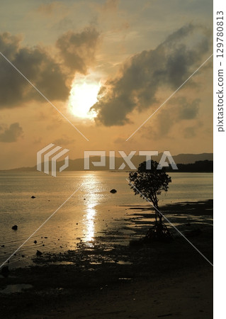 The silhouette of a mangrove tree on Ishigaki Island bathed in the setting sun 129780813