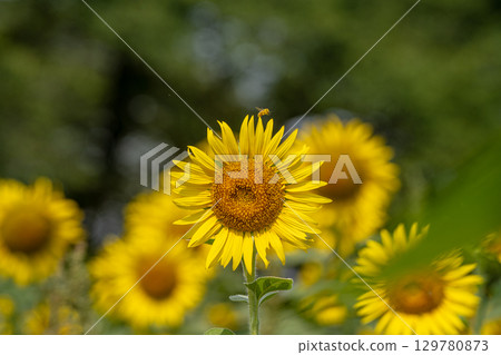 Sunflower fields at Gongendo Park 129780873