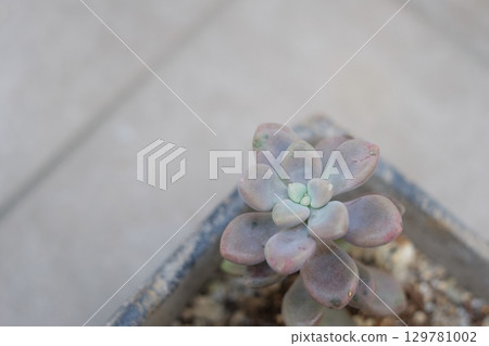 Succulent plants Succulent plants 129781002