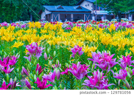 盛開的美麗百合花 盛開的美麗百合花 129781056