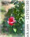 Speckled Red and White Rose Bloom in Garden 129781180