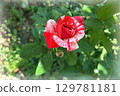 Speckled Red and White Rose Bloom in Garden 129781181