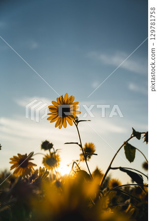 一個輪子的向日葵 129781758