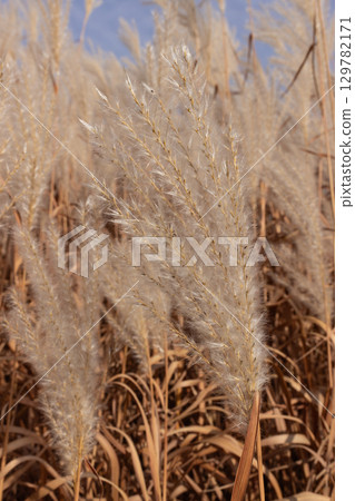 Golden Autumn Amur Silvergrass Grass Field Swaying in the Wind Under Blue Sky 129782171
