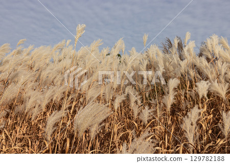 Golden Autumn Amur Silvergrass Grass Field Swaying in the Wind Under Blue Sky 129782188