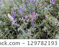 Lush Green Catnip Plant with Purple Flowers in Full Bloom. 129782193