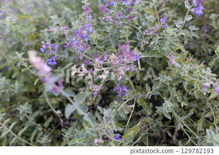 Lush Green Catnip Plant with Purple Flowers in Full Bloom. 129782193