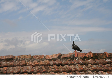 pigeon stands on weathered roof against blue cloudy sky 129782204