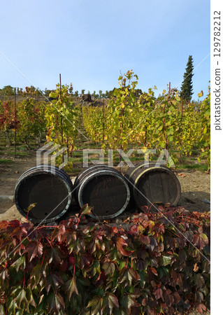 Three wine barrels lying in front of colorful autumn vines in vineyard, fall season. 129782212