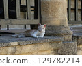 White cat with amber eyes lying on historical old stone steps in travel location 129782214