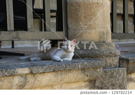 White cat with amber eyes lying on historical old stone steps in travel location 129782214
