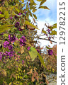 Vibrant purple berries among colorful autumn leaves 129782215