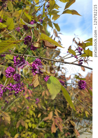 Vibrant purple berries among colorful autumn leaves Vibrant purple berries among colorful autumn leaves 129782215