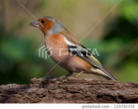finch sitting on a tree on a blurred background 129782356
