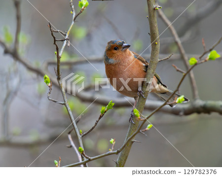 finch sitting on a tree on a blurred background 129782376