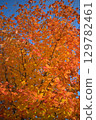 Autumn leaves shining in the blue sky 129782461