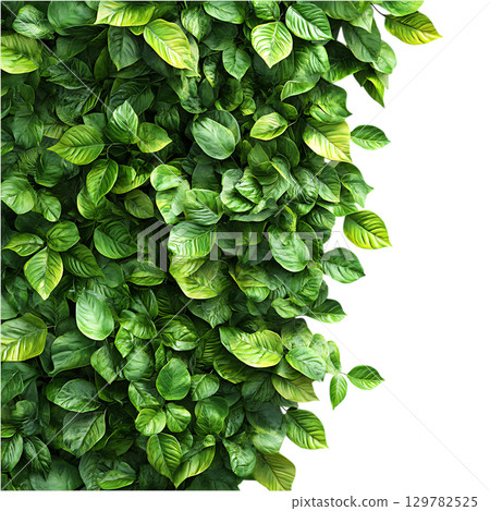 Lush Green Leaf Wall Perfect for Design Projects On Transparent Background 129782525