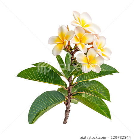 Plumeria Flower Stunning CloseUp of Tropical Blossom On Transparent Background 129782544