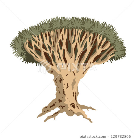 Dragon blood tree isolated illustration. Dracaena cinnabari endemic tree from Socotra island. Vector. 129782806
